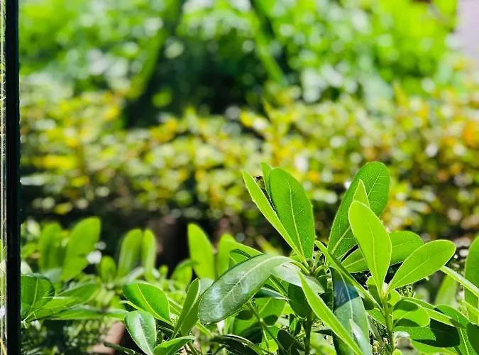 Lejlighed Puro Homes *